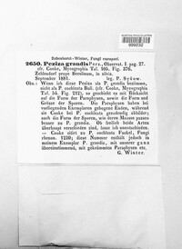 Otidea grandis image